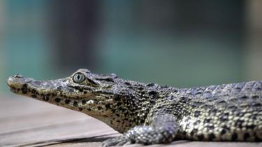 Le crocodile de Fidel Castro mord un suédois