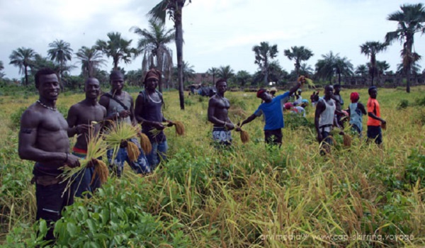 Bignona: 50 jeunes participent au camp d'agro-écologie