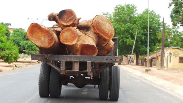 Gambie – Dix-neuf containers remplis de bois en provenance de la Casamance prêts à embarquer