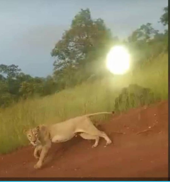 Axe Kedougou - Bembou : un lion perturbe la quiétude des populations