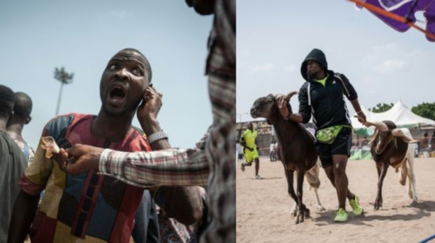 Nigeria : les combats des béliers font débat