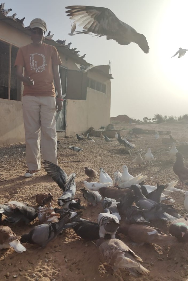 Zahra Iyane Thiam : s'est-elle lancée dans le business des pigeons ?