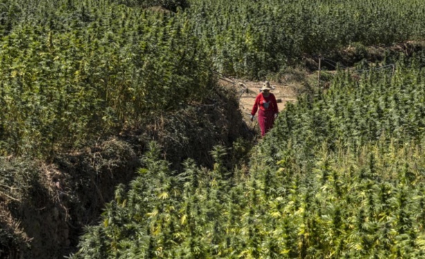 Le Roi du Maroc Gracie Plus de 4 800 Agriculteurs Impliqués dans la Culture Illégale de Cannabis