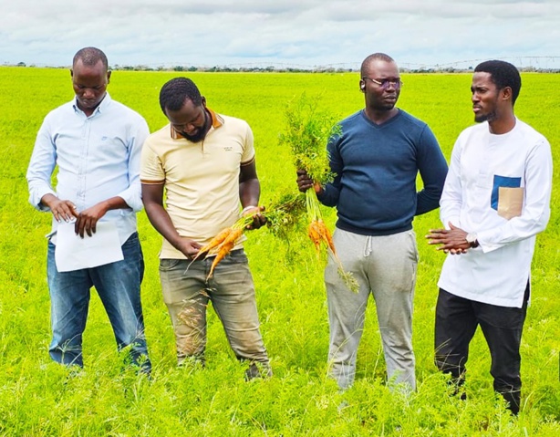 Ouverture du marché local : une société agricole déclare 250 millions de pertes dues aux importations de carottes