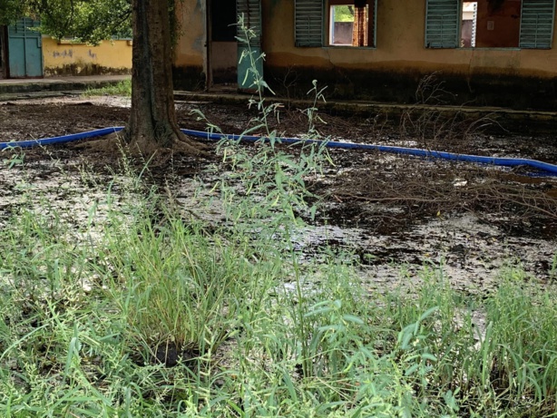 Rentrée scolaire à Ziguinchor : des conditions alarmantes dans plusieurs établissements