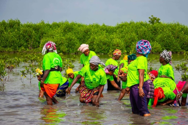 Sédhiou : Les femmes en première ligne pour sauver la mangrove