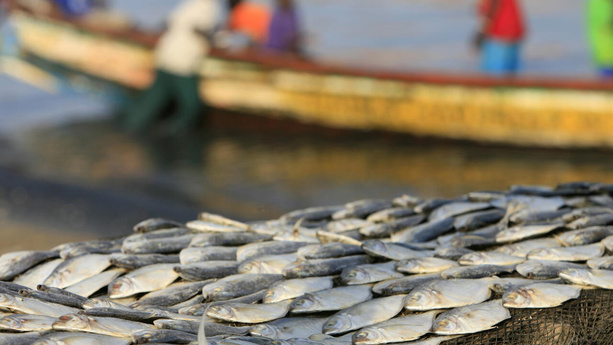 Les bateaux européens vont cesser de pêcher au large du Sénégal