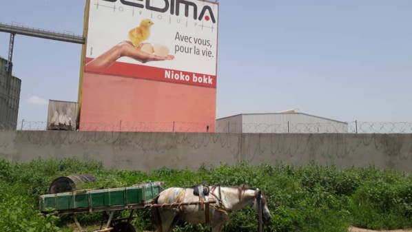 SEDIMA : le Maroc s’apprête à acquérir l’un des fleurons de l’industrie sénégalaise du poulet