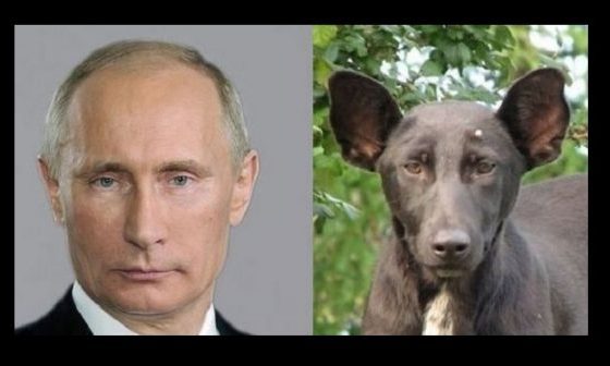 Ukraine: Un chien assassiné par les services secrets russes pour sa ressemblance à Poutine