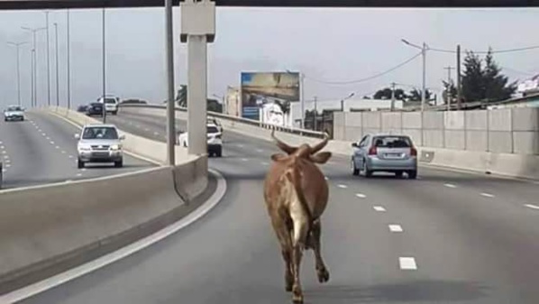 C'est au cœur de la capitale Sénégalaise 