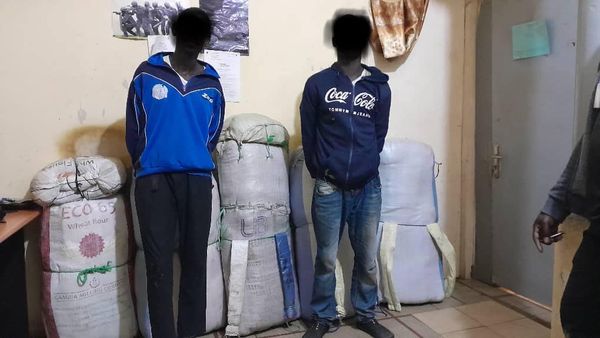 Saisie record de 196 kg de chanvre indien à Kaolack : Deux suspects interpellés