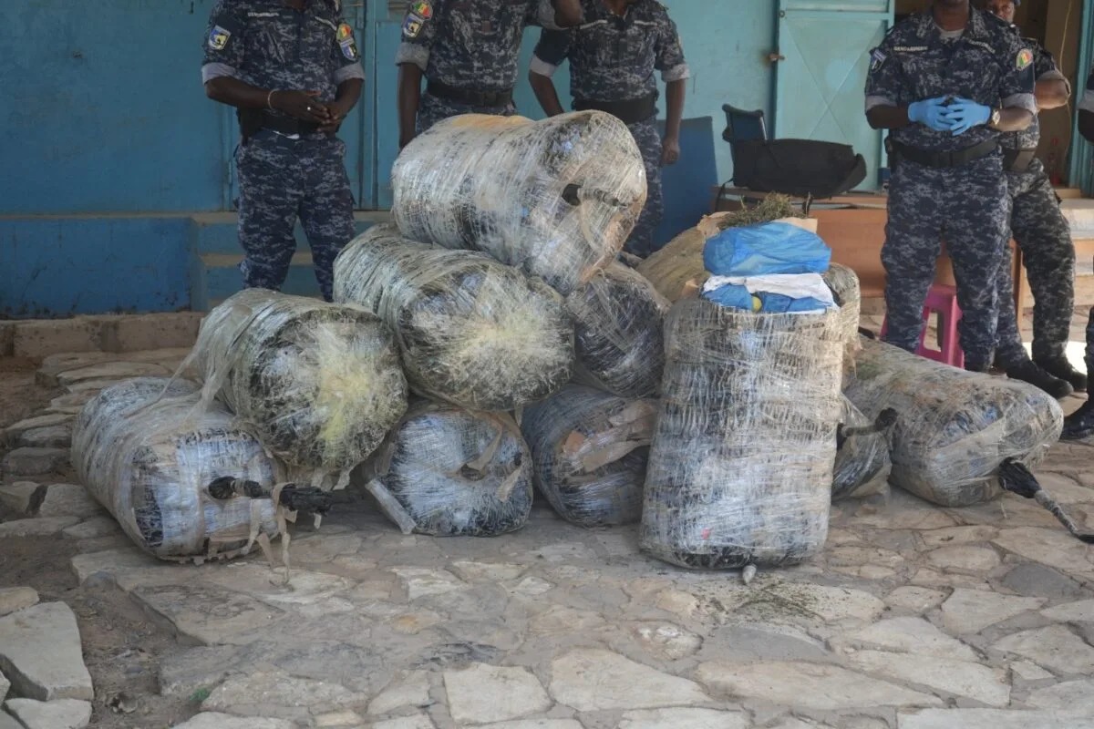 Thiaroye : La Gendarmerie saisit 580 kg de chanvre indien en quelques jours