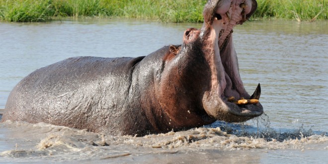 Tambacounda: l'hippopotame de retour et blesse plusieurs personnes