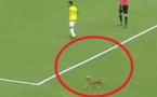 Un chien interrompt Neymar en plein match