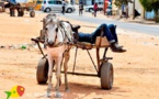 Dakar : Nouveau plan de circulation à partir de lundi avec interdiction des charrettes