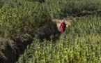 Le Roi du Maroc Gracie Plus de 4 800 Agriculteurs Impliqués dans la Culture Illégale de Cannabis