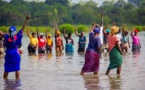 Sédhiou : Les femmes en première ligne pour sauver la mangrove