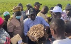 Mabouba Diagne  : «Nous avons l’ambition de rendre plus profitable la SONACOS et renouer le monde agricole avec son succès d’antan»  