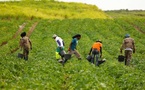 Travail saisonnier en Espagne : un programme sous le feu des critiques au Sénégal